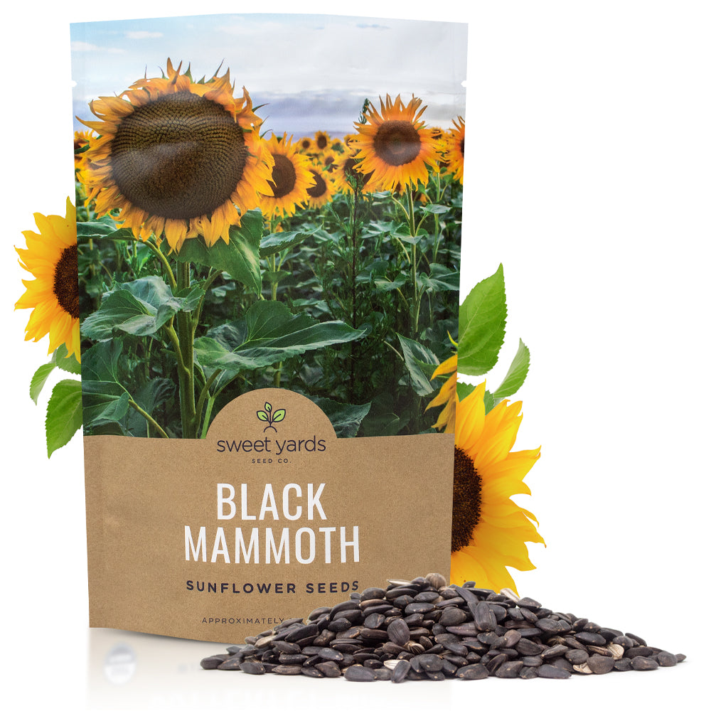 mammoth sunflower seeds for planting Black Mammoth Sunflower