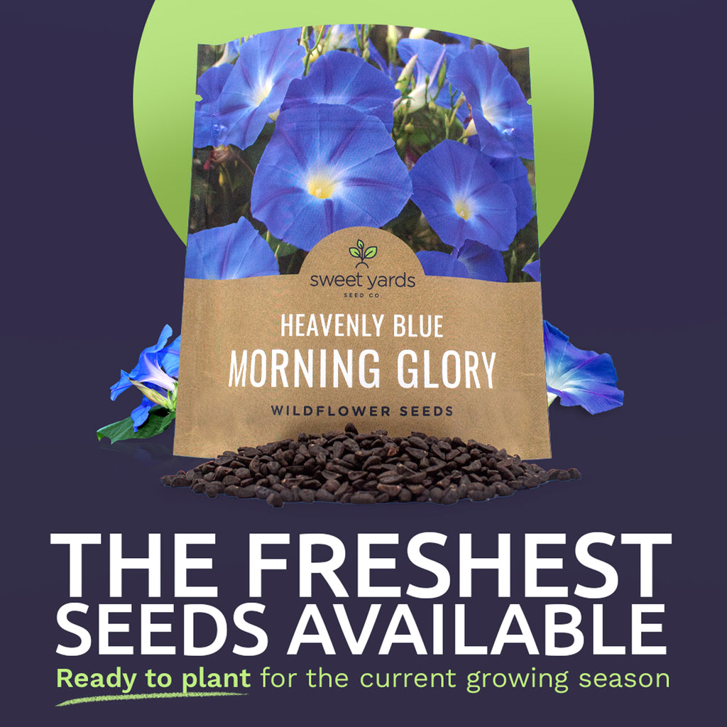 Morning Glory Heavenly Blue