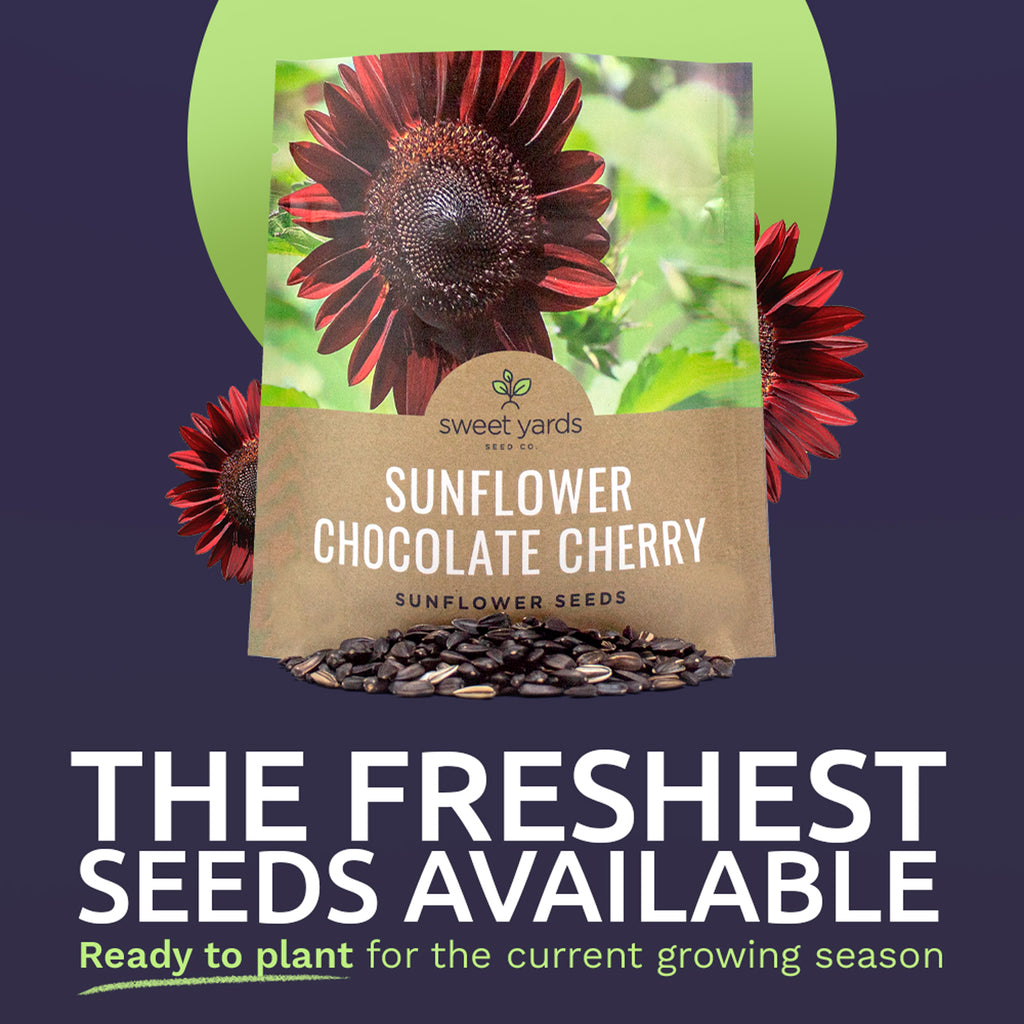 Chocolate Cherry Sunflower