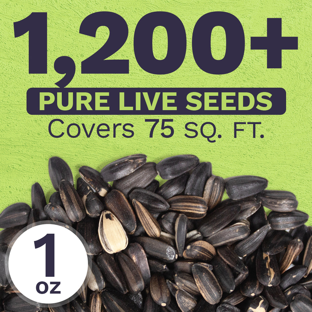 Chocolate Cherry Sunflower