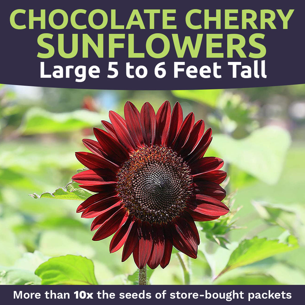 Chocolate Cherry Sunflower