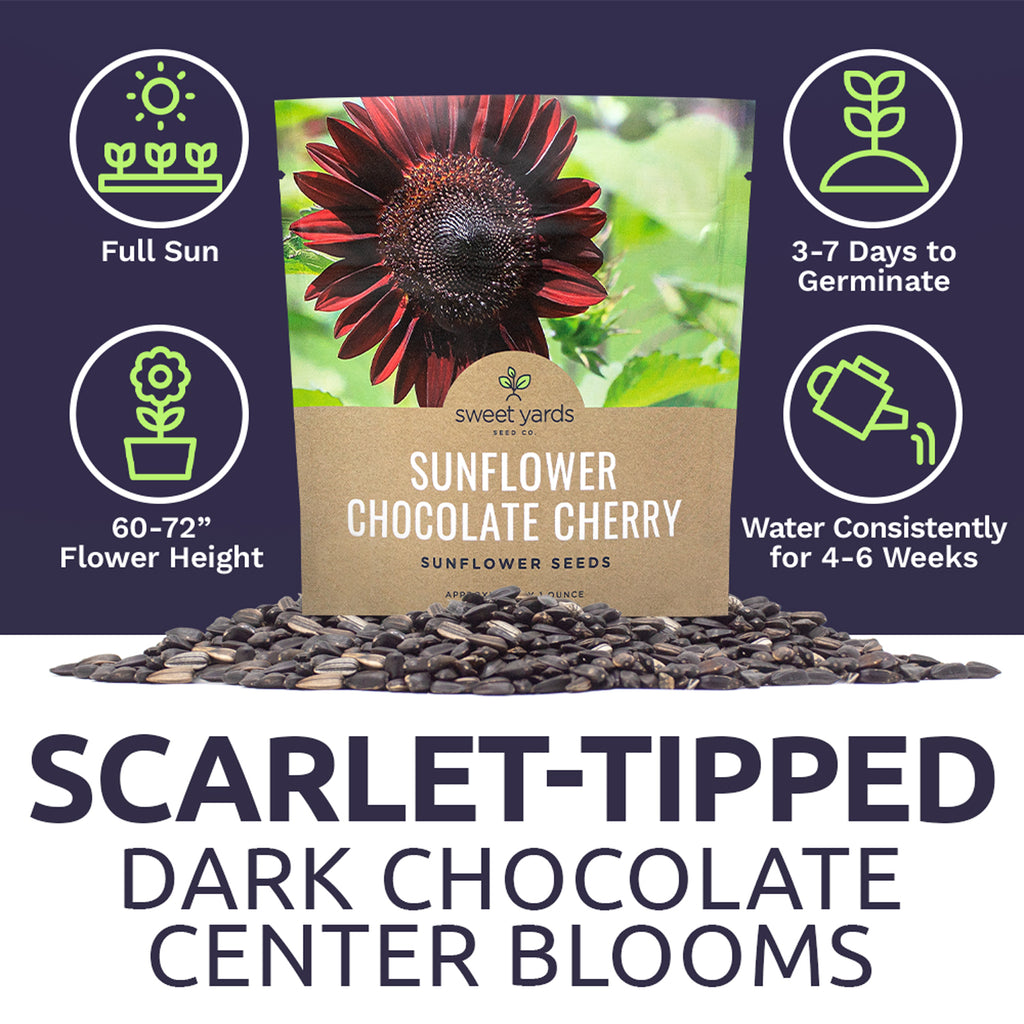 Chocolate Cherry Sunflower
