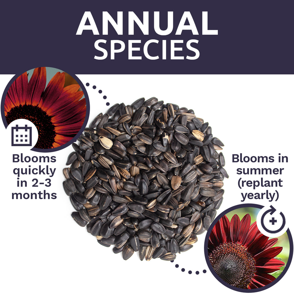 Chocolate Cherry Sunflower