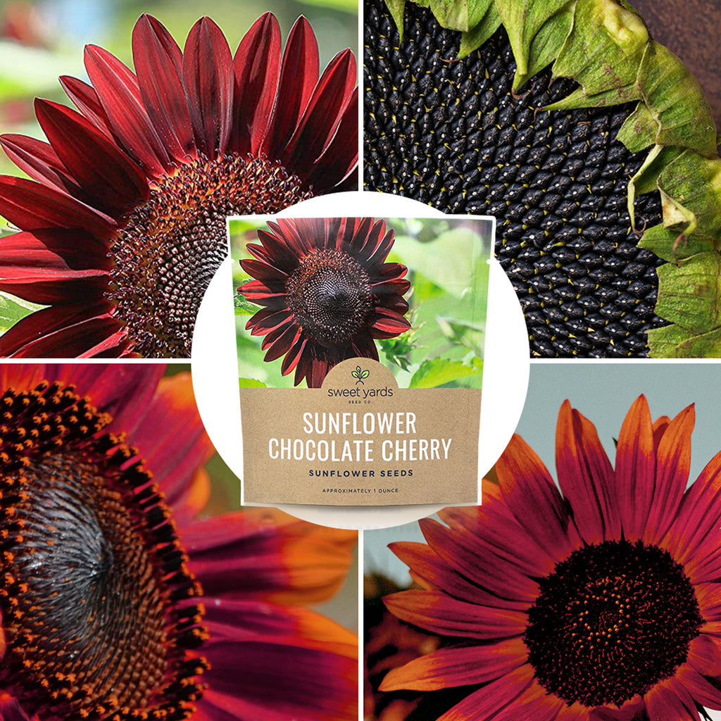 Chocolate Cherry Sunflower