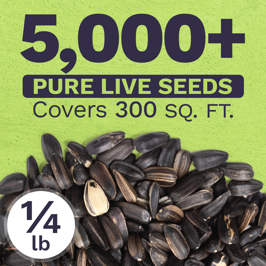 Chocolate Cherry Sunflower