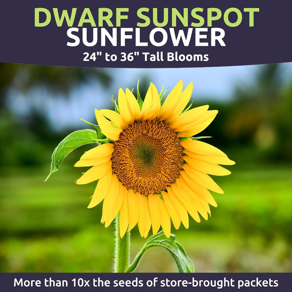 Dwarf Sunspot Sunflower – Sweet Yards