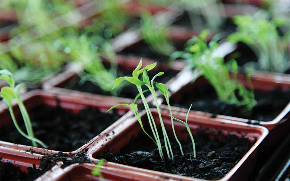 6 Steps for Starting Seeds Indoors