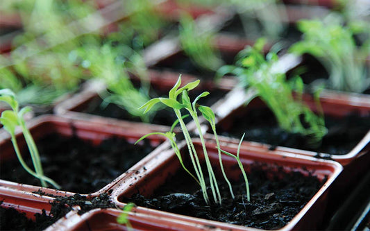 6 Steps for Starting Seeds Indoors