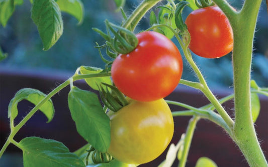 3 Simple Steps to Starting Your Tomato Garden