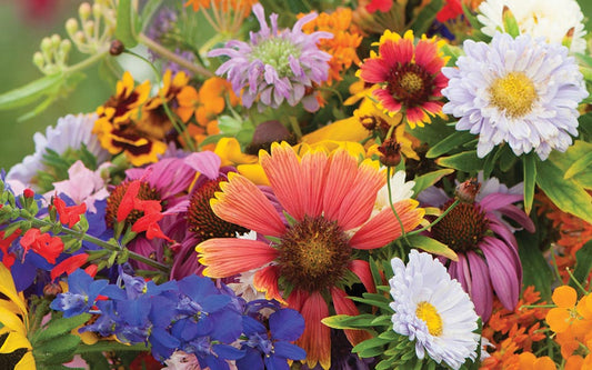 3 Easy Steps to Grow Wildflowers