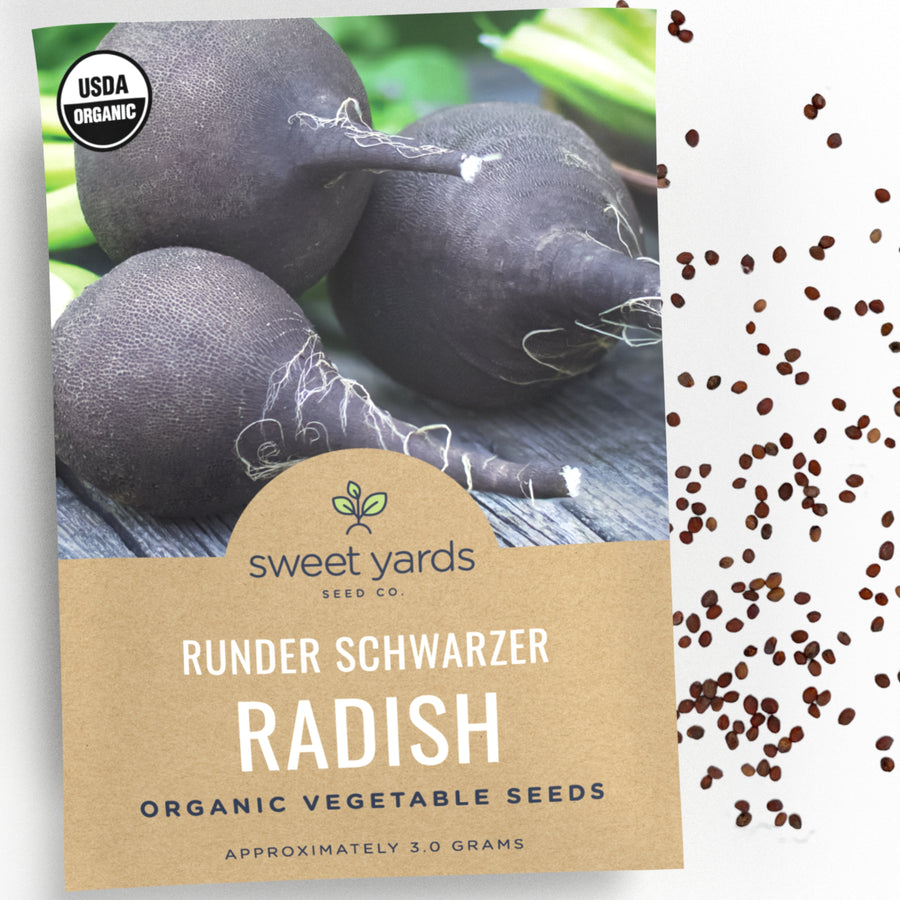 Organic Runder Schwarzer Black Radish