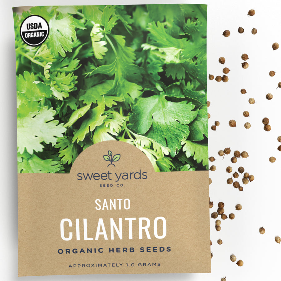 Organic Santo Cilantro