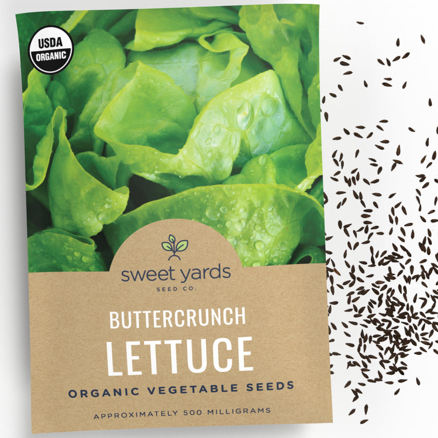 Organic Buttercrunch Lettuce