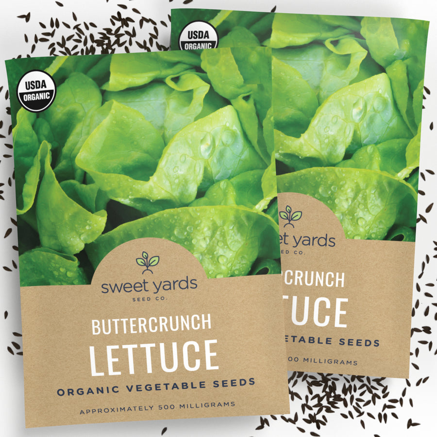 Organic Buttercrunch Lettuce