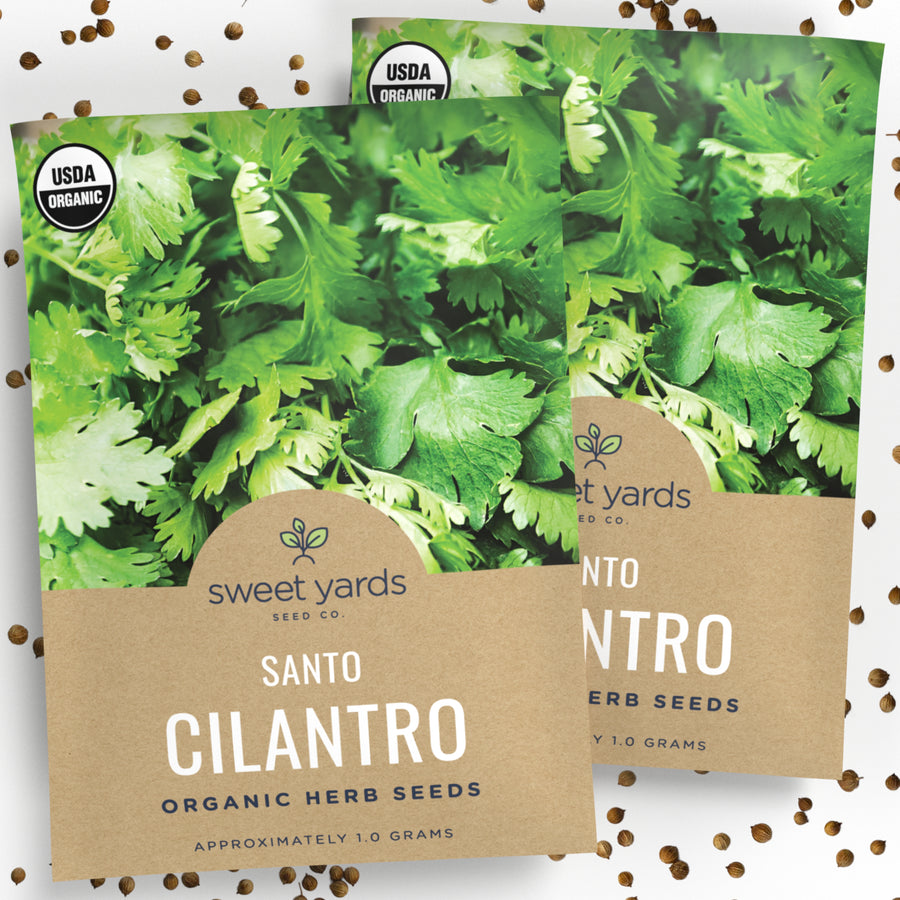 Organic Santo Cilantro