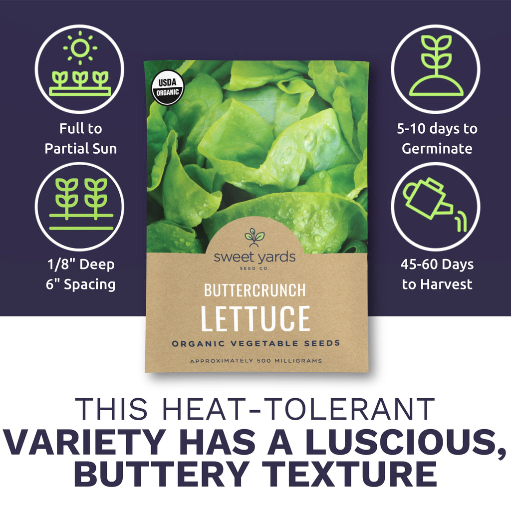 Organic Buttercrunch Lettuce