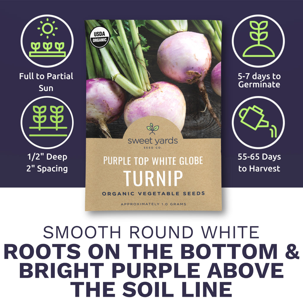 Organic Purple Top White Globe Turnip