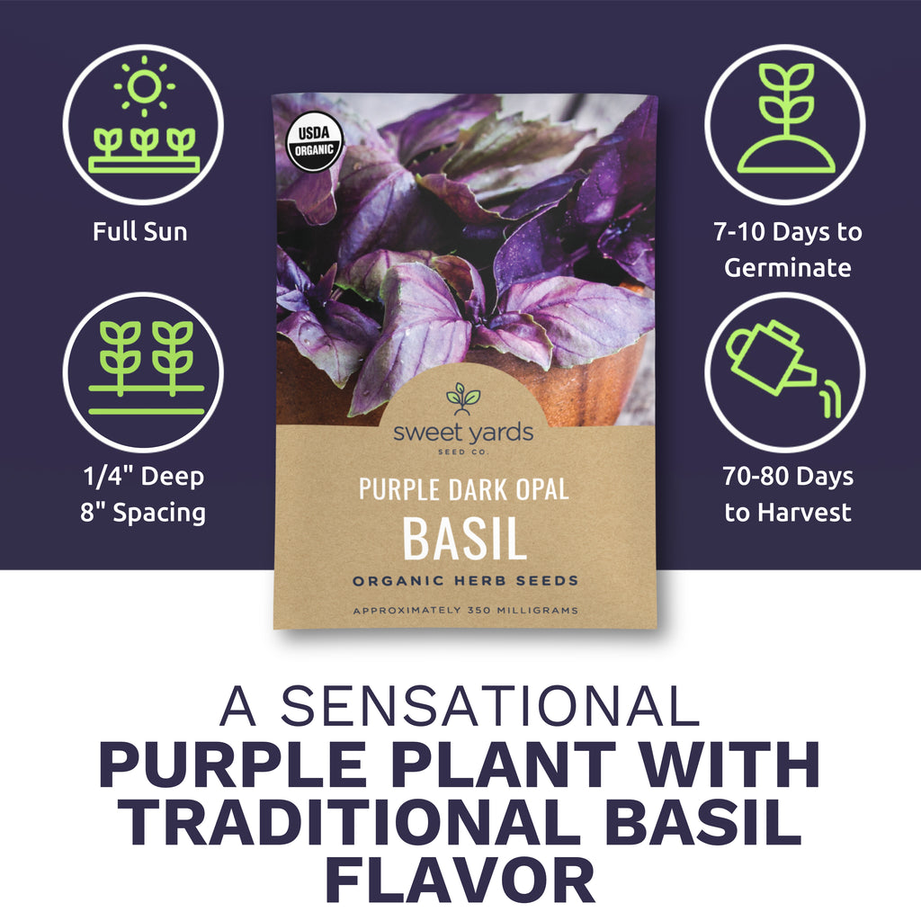 Organic Purple Dark Opal Basil