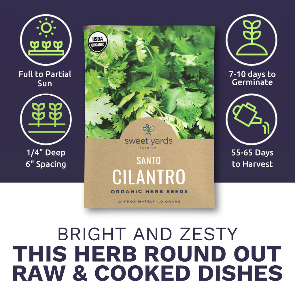 Organic Santo Cilantro