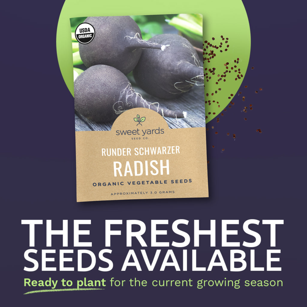 Organic Runder Schwarzer Black Radish