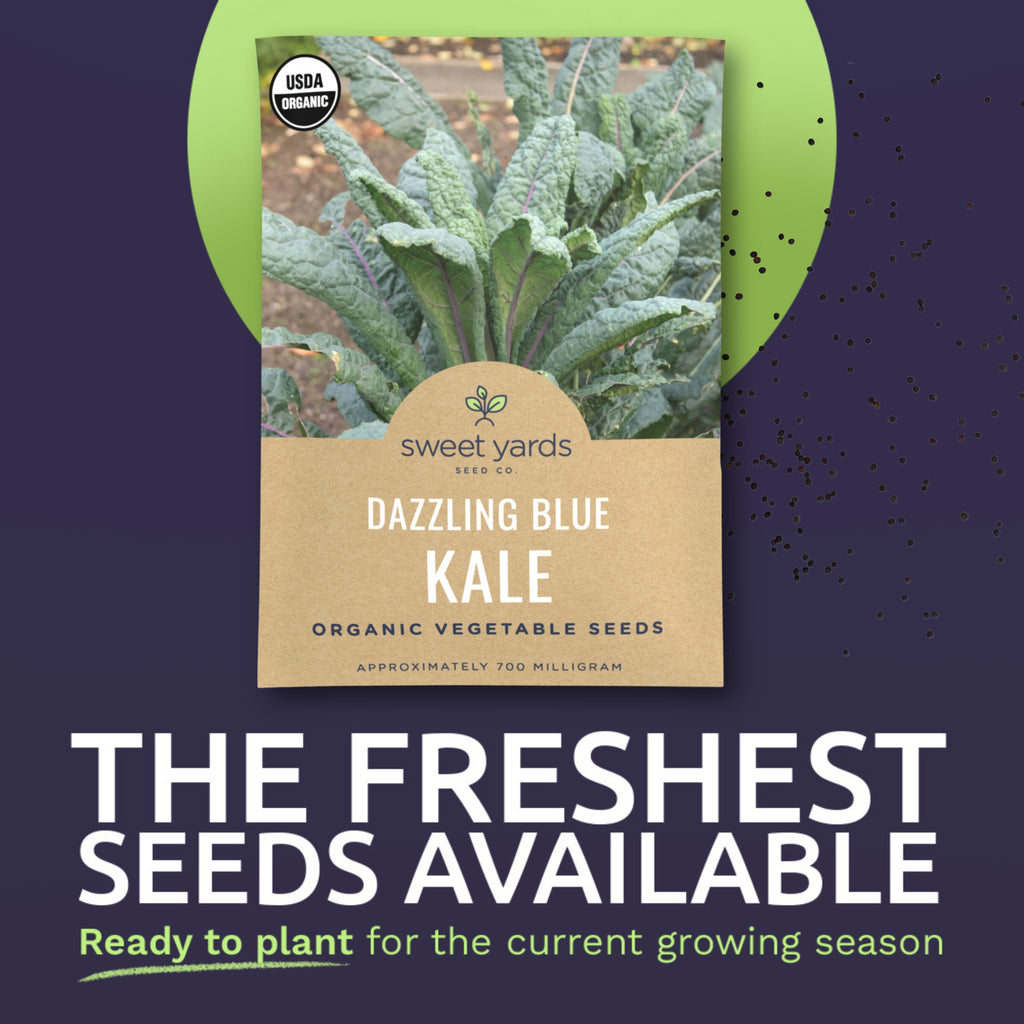 Organic Dazzling Blue Kale Seeds