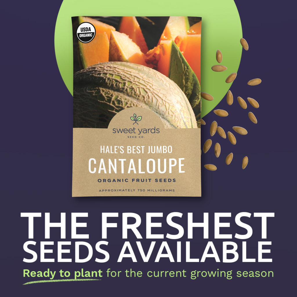 Organic Hale's Best Jumbo Cantaloupe