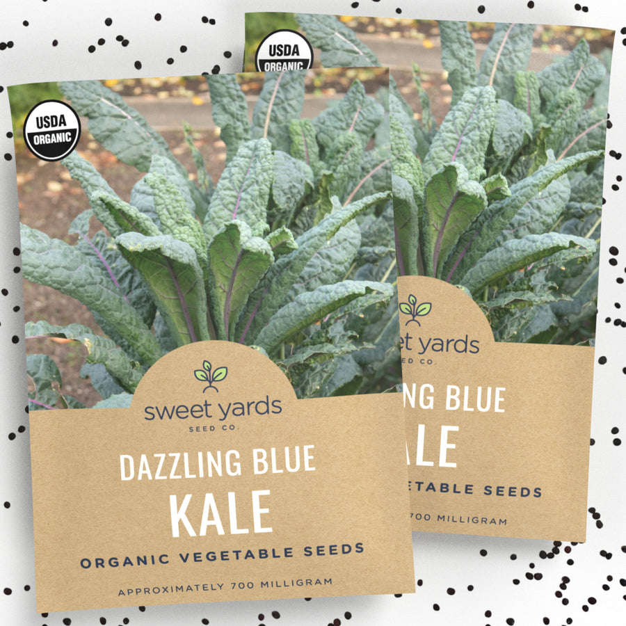 Organic Dazzling Blue Kale Seeds