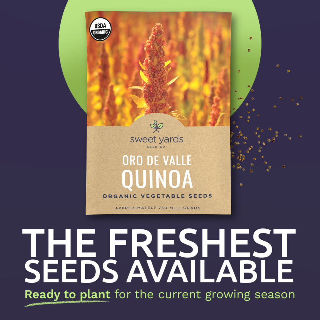 Organic Oro De Valle Quinoa Seeds