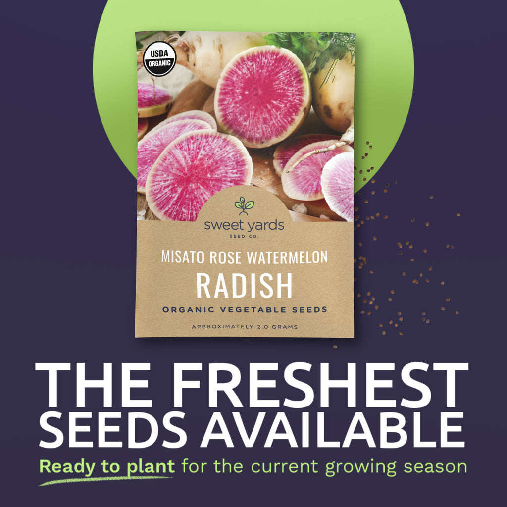 Organic Misato Rose Watermelon Radish