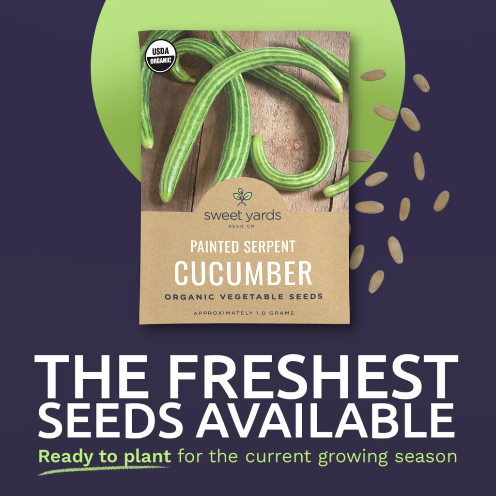 Organic Painted Serpent Cucumber