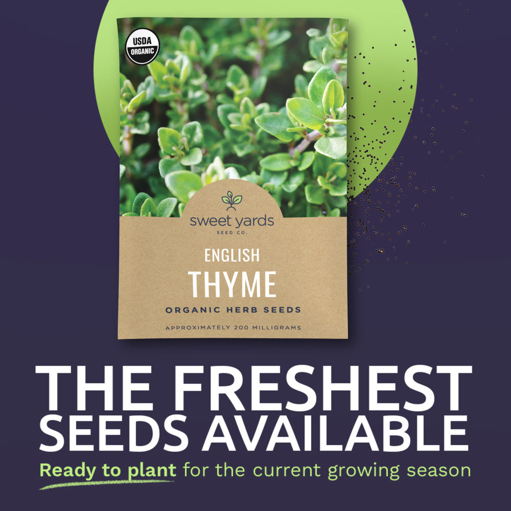 Organic English Thyme