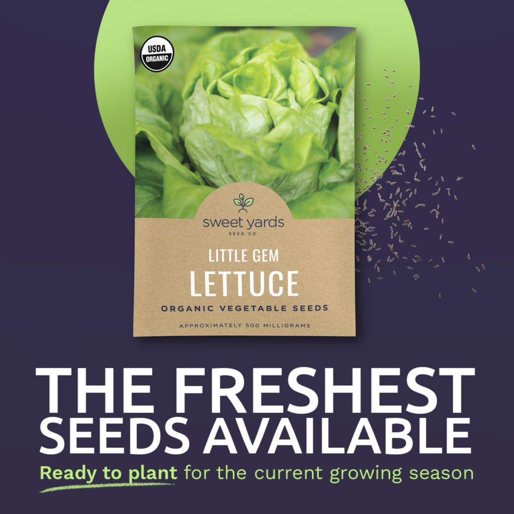 Organic Little Gem Lettuce