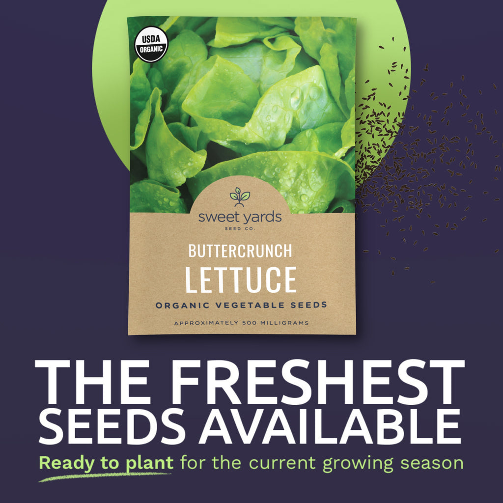 Organic Buttercrunch Lettuce