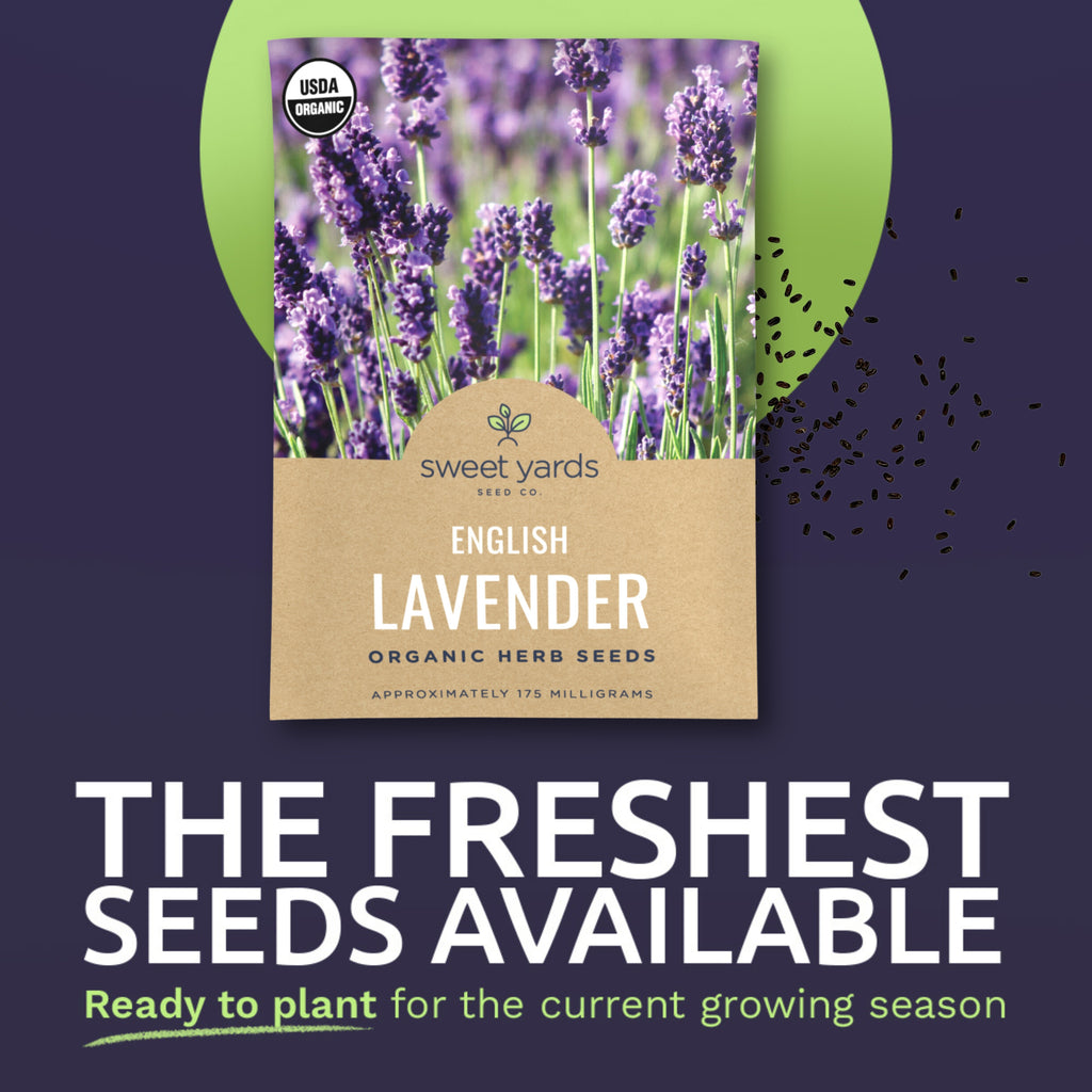 Organic English Lavender