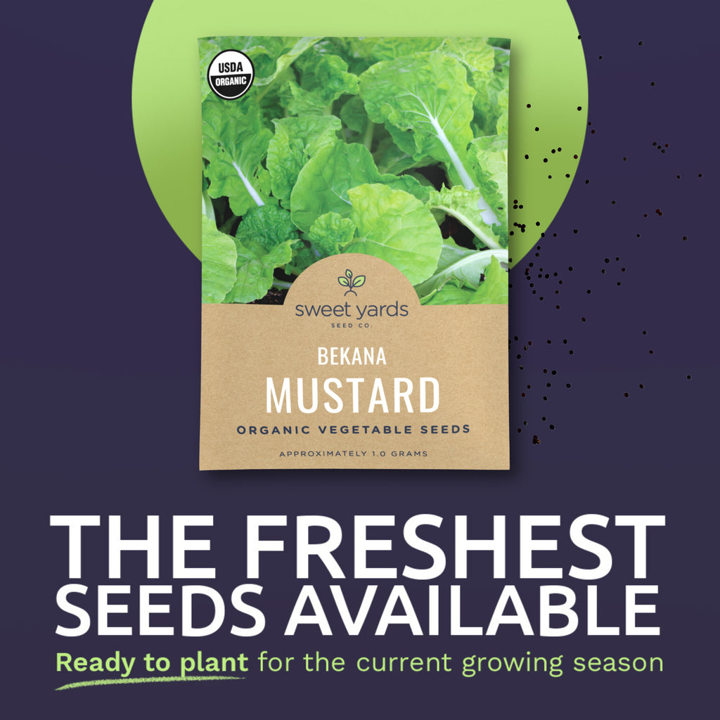 Organic Bekana Mustard