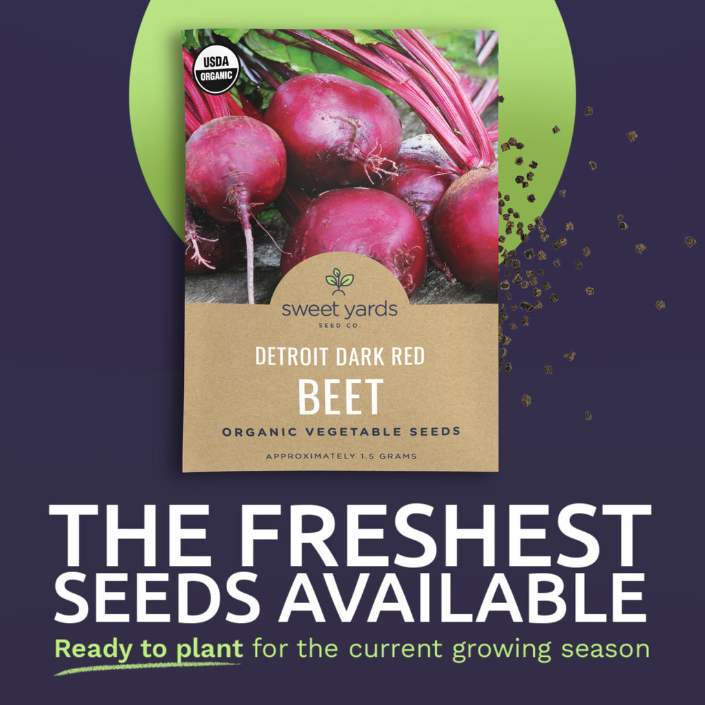 Organic Detroit Dark Red Beet