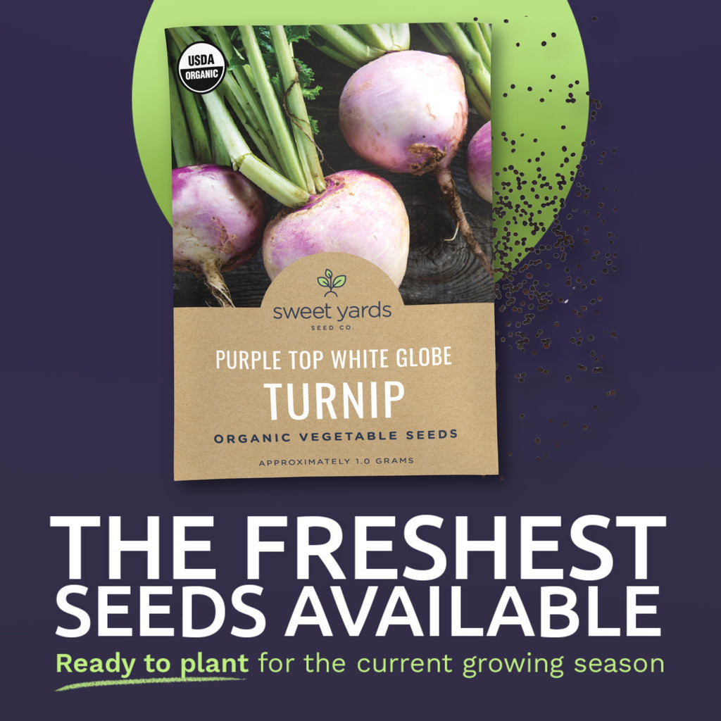 Organic Purple Top White Globe Turnip