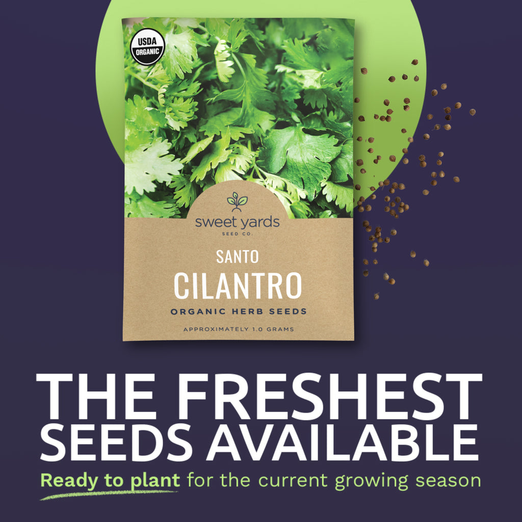 Organic Santo Cilantro