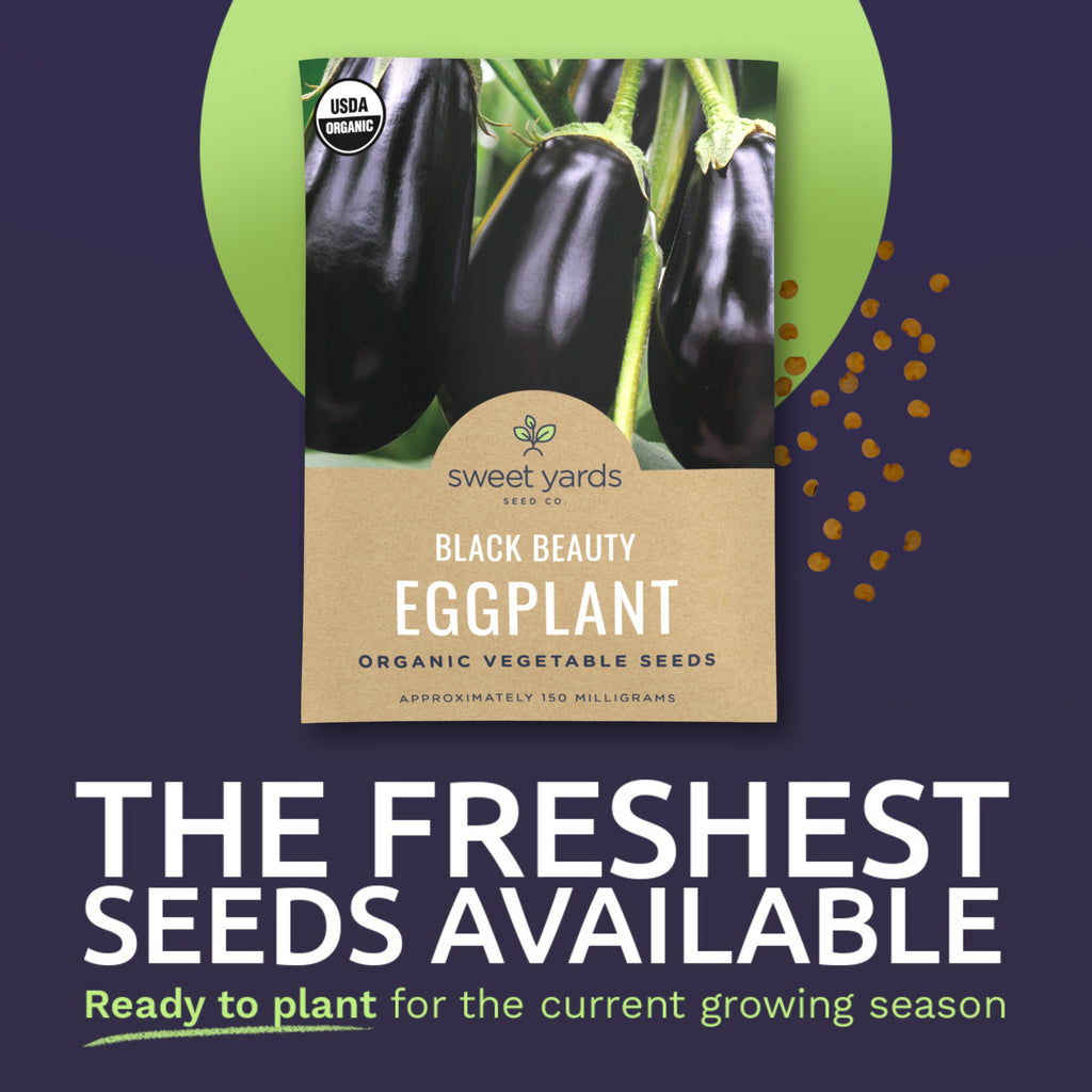 Organic Black Beauty Eggplant