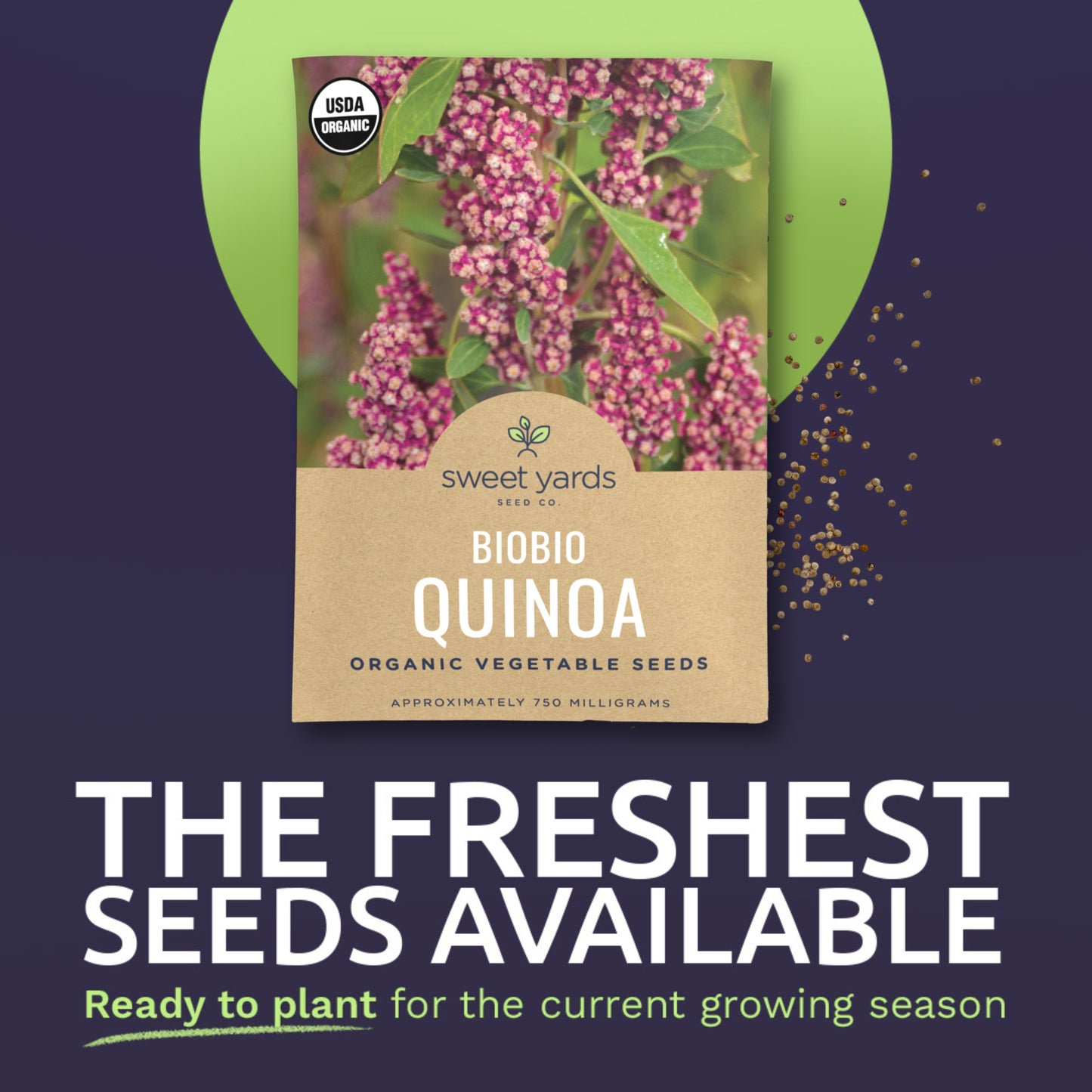Organic Biobio Quinoa Seeds