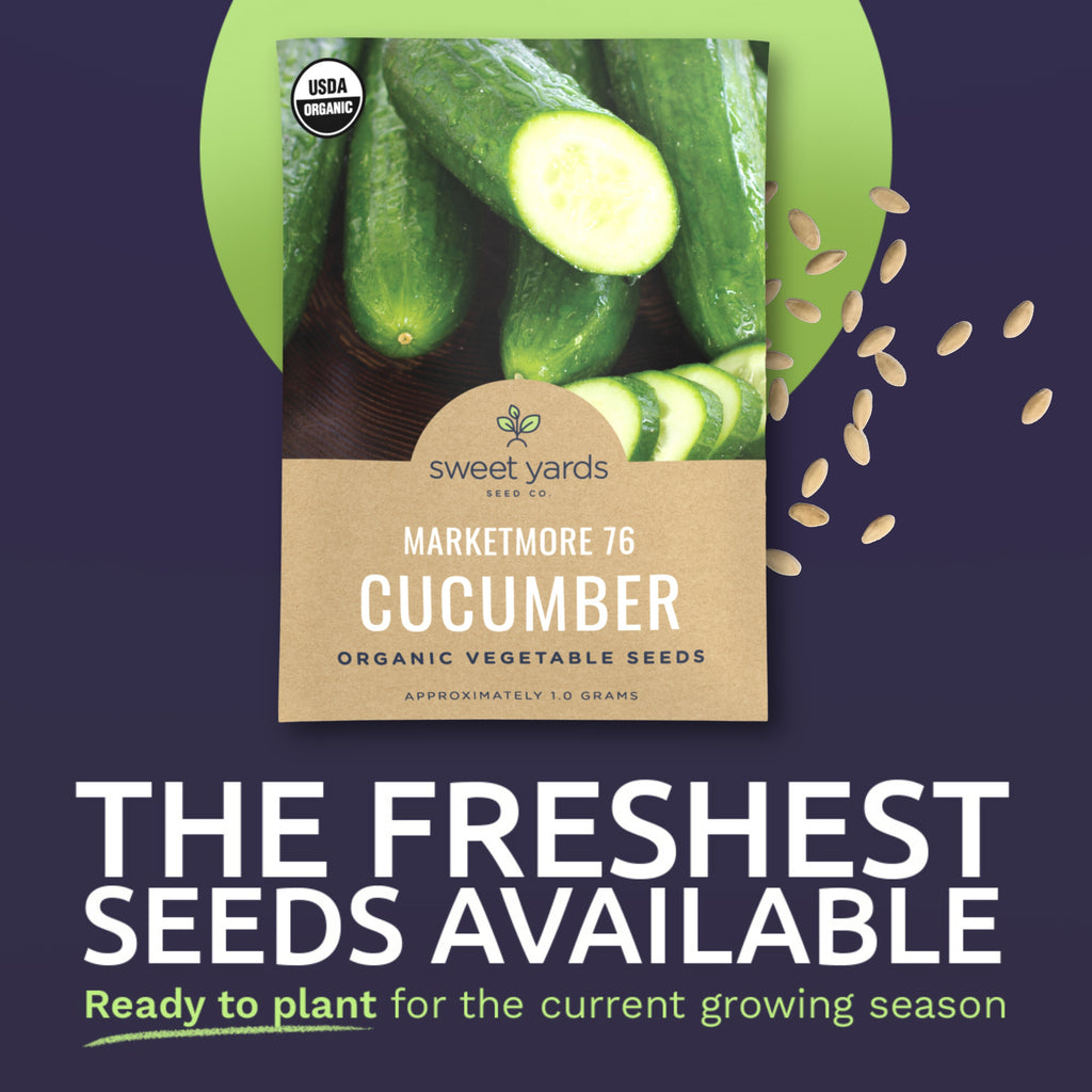 Organic Marketmore 76 Cucumber