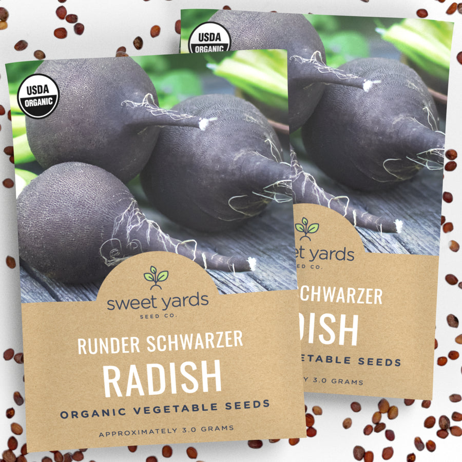 Organic Runder Schwarzer Black Radish