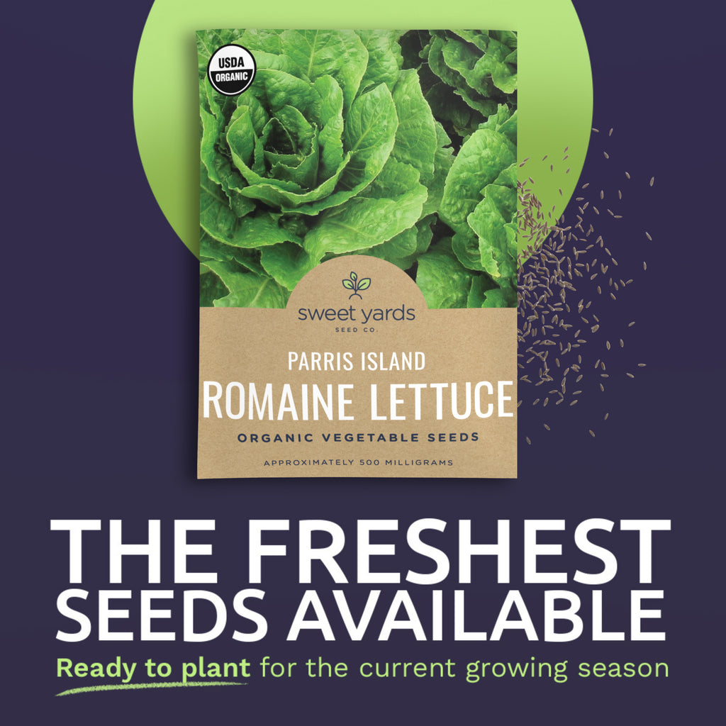 Organic Parris Island Romaine Lettuce