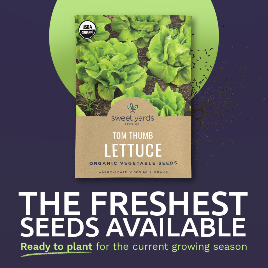 Organic Tom Thumb Lettuce