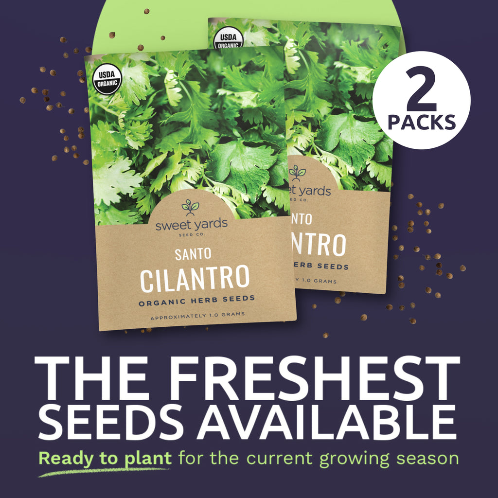 Organic Santo Cilantro