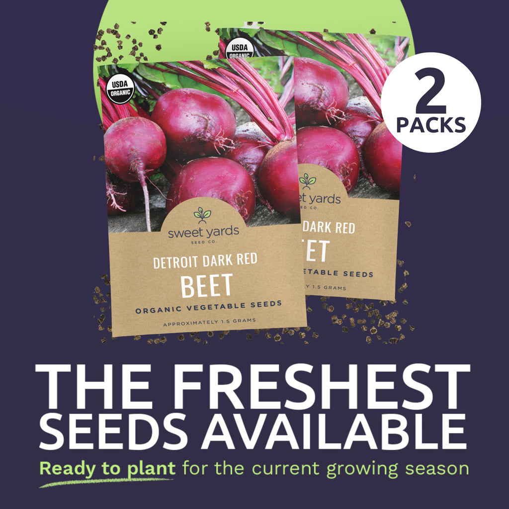 Organic Detroit Dark Red Beet