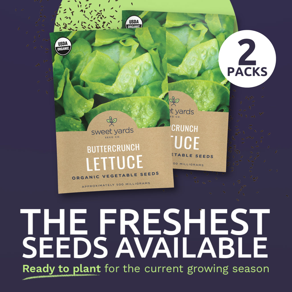 Organic Buttercrunch Lettuce