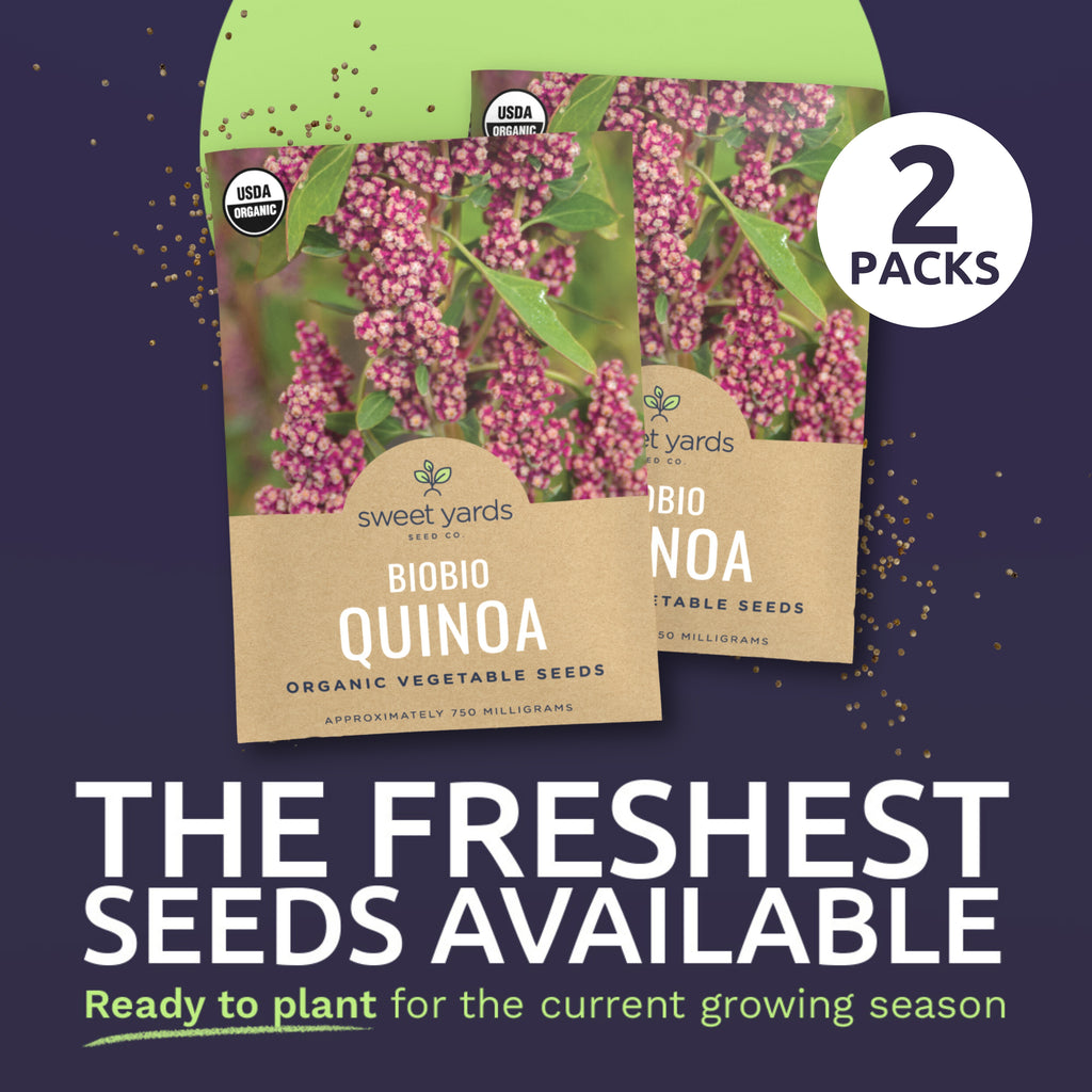 Organic Biobio Quinoa Seeds