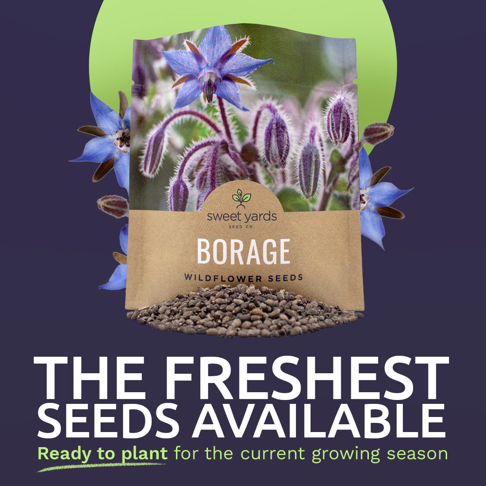 Borage Seeds