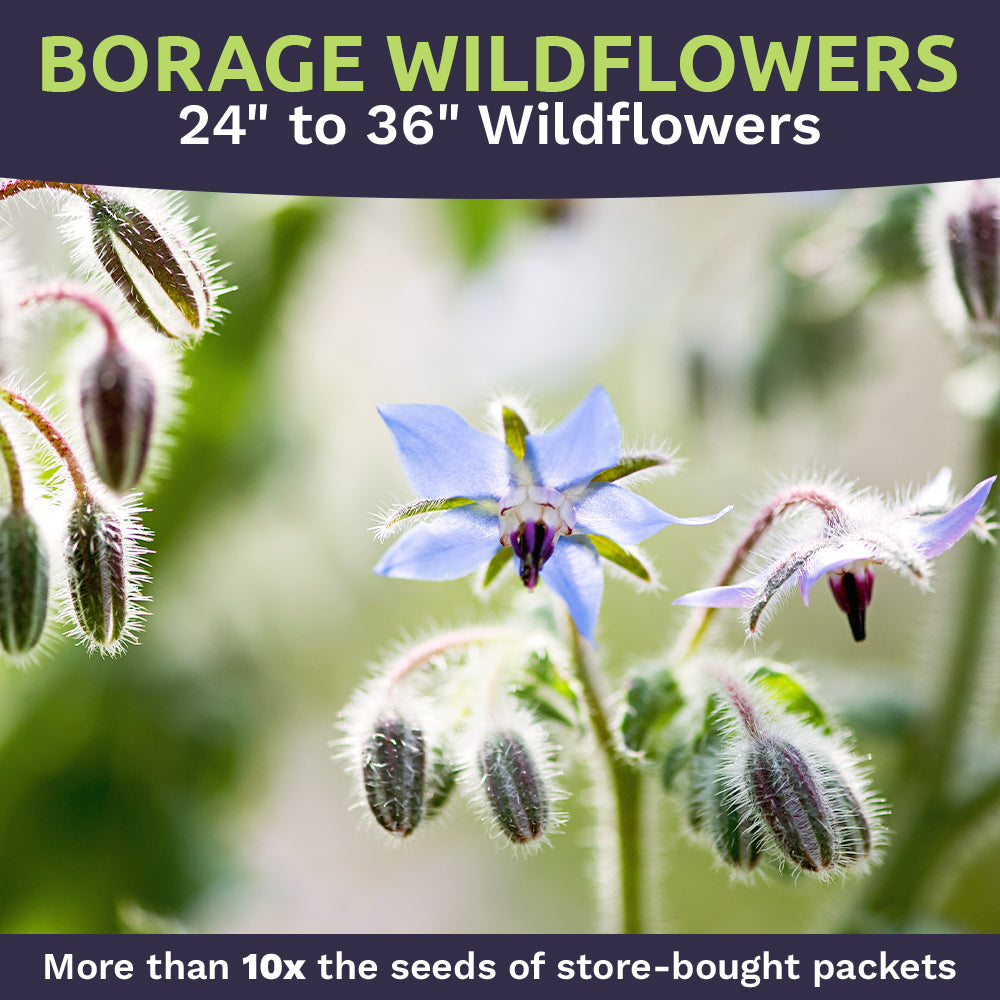 Borage Seeds